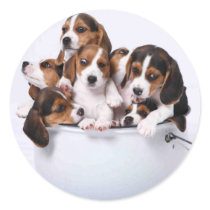 Beagles in Bucket Round Sticker