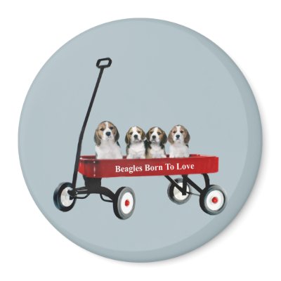 Beagles In Wagon Magnet by normagolden