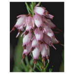 Beak Flowers flyers