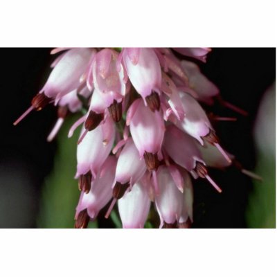 Beak Flowers Cut Out by BreathtakingNature