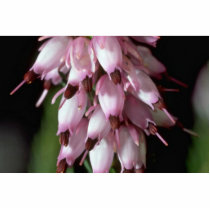 Beak Flowers Cut Out