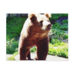 Bear Animal Post Card
