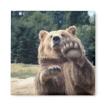 Bear Attack! Fridge Magnets
