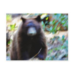 Bear Attack postcards