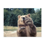 Bear Attack! Post Cards