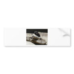 bear,black 2 bumper sticker