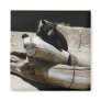 bear,black 2 refrigerator magnet