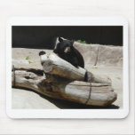 bear,black 2 mouse pads