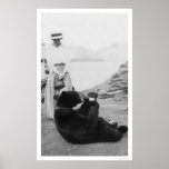 Bear Drinking In Alaska 1910 posters