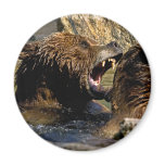 Bear Fight Magnet