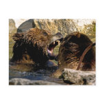 Bear Fight  Postcard
