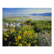 BEAR LAKE, UT, US, monkey-flower & tumbleweed,
