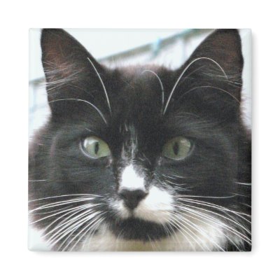 Bear Refrigerator Magnet by ggbythebay