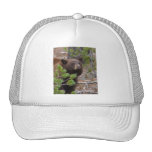 bear mesh hat