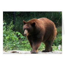 Bear Photography Greeting card