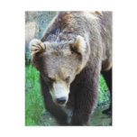 Bear Postcard