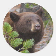 bear round stickers