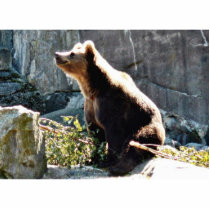 Bear Sniffing The Air In Wild Photo Cutout