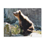 Bear Sniffing The Air In Wild Post Cards