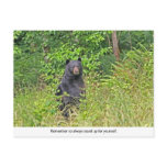 Bear Standing Up Postcards