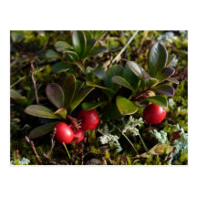 Bearberries, Unalaska Island Postcards