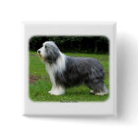Bearded Collie 8R002D-16 Pinback Buttons