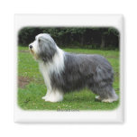 Bearded Collie 8R002D-16 Refrigerator Magnets