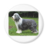 Bearded Collie 8R002D-16 Magnets