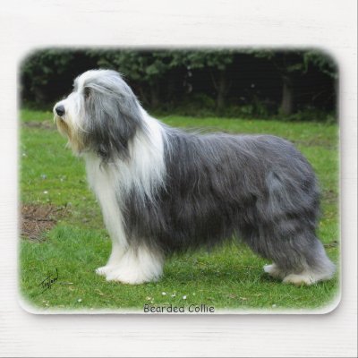 Bearded Collie 8R002D-16 Mouse Pads by TraffordPhotos