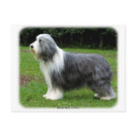 Bearded Collie 8R002D-16 Postcards