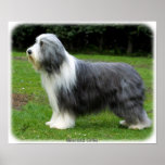 Bearded Collie 8R002D-16 Print