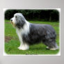 Bearded Collie 8R002D-16 Print