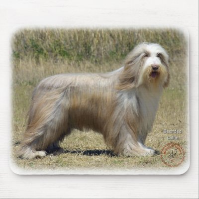 Bearded Collie 9P042D-005 Mouse Pads by TraffordPhotos