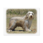 Bearded Collie 9P042D-005 Post Cards