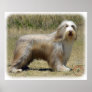 Bearded Collie 9P042D-005 Print