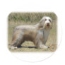 Bearded Collie 9P042D-005 Round Sticker