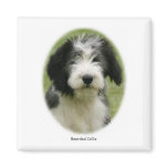 Bearded Collie 9Y049D-018 Magnet