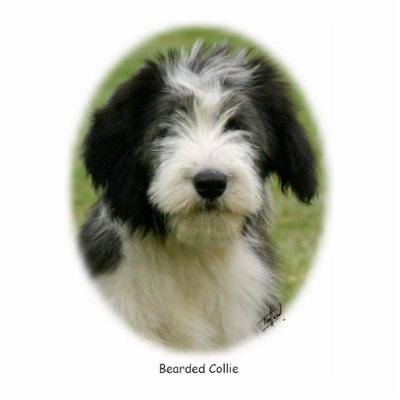 Bearded Collie 9Y049D-018 Photo Cut Outs by TraffordPhotos