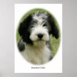 Bearded Collie 9Y049D-018 Print