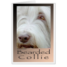 Bearded Collie Cards