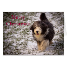 Bearded Collie Greeting Cards