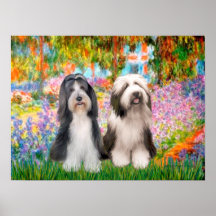 Bearded Collie Pair 2 - Garden Print