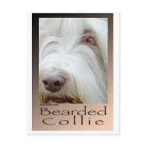 Bearded Collie Postcards