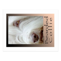 Bearded Collie Postcards