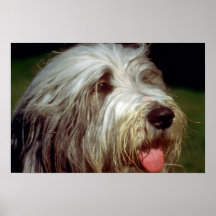 Bearded Collie Posters
