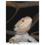 Bearded dragon 2 custom flyer
