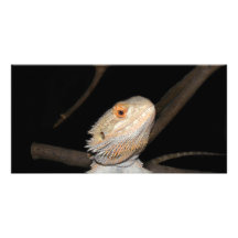 Bearded dragon 2 photo card