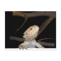 Bearded dragon 2 post card