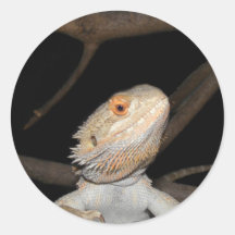 Bearded dragon 2 stickers