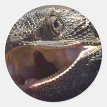 Bearded Dragon, Australia Round Sticker